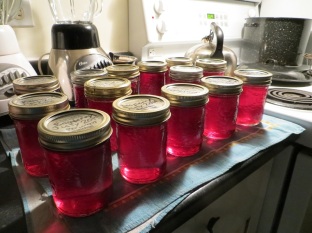 Raspberry Jelly - the girls each made 6 jars