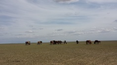 mongolia horses