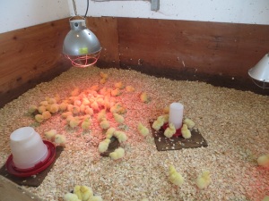 broiler chicks arrival 004small